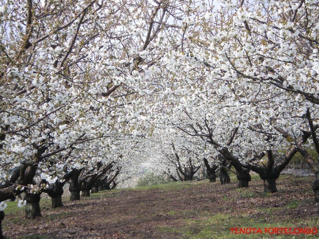 Tenuta Fortelongo Fara Vicentino 외부 사진