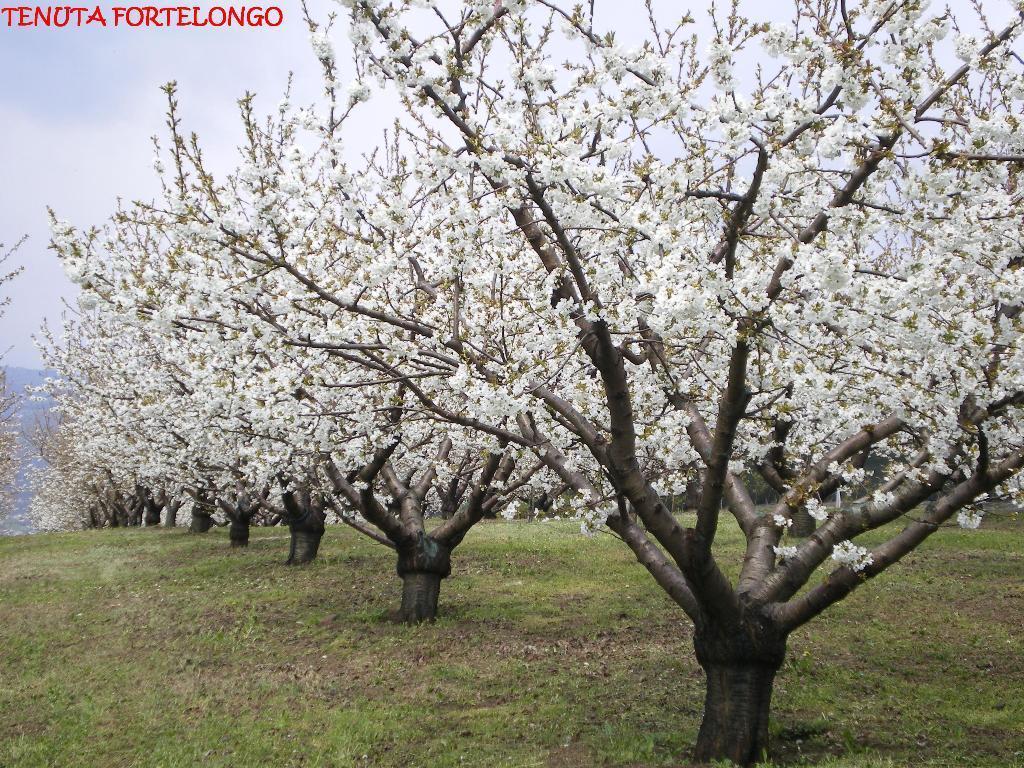 Tenuta Fortelongo Fara Vicentino 외부 사진