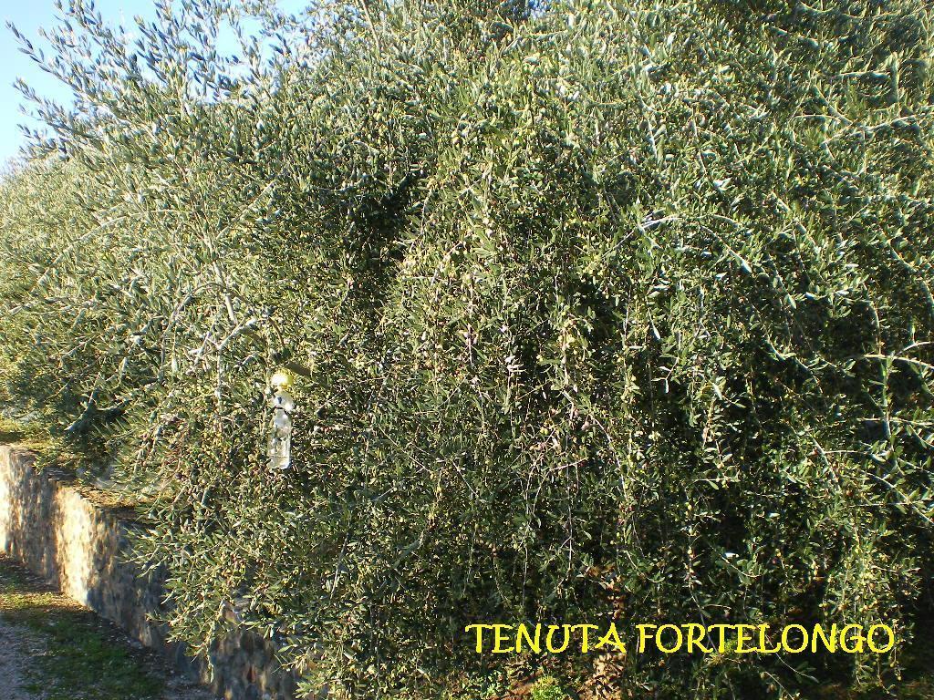 Tenuta Fortelongo Fara Vicentino 외부 사진