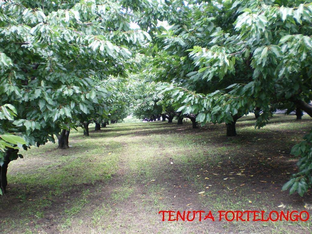 Tenuta Fortelongo Fara Vicentino 외부 사진